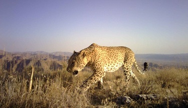 Wildlife Tours - Visit Our Iran